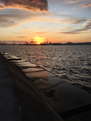 ハマチ飽きた…