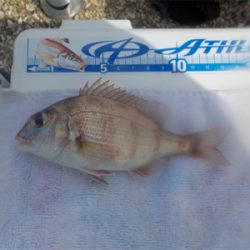 投げ釣りのエース登場