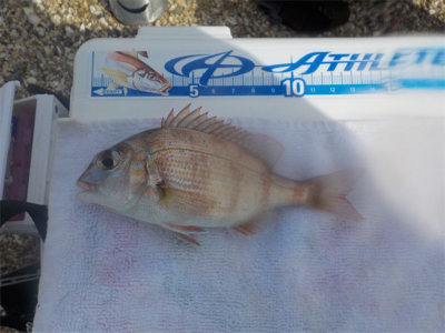 投げ釣りのエース登場