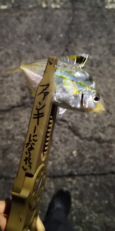 アジング練習 42