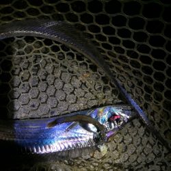 連戦でやっと2匹