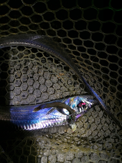 連戦でやっと2匹