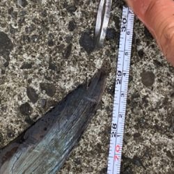 ハジメテノサワラ