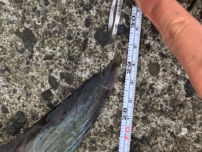 ハジメテノサワラ