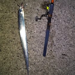 どじょう最強！