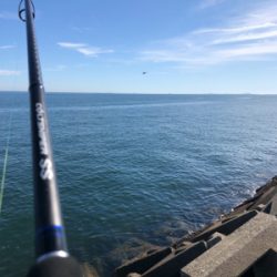 渋い中のハマチ一本