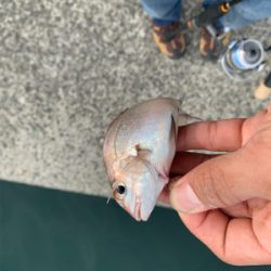 チャリコ4ひきフグいっぴき