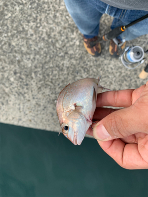 チャリコ4ひきフグいっぴき