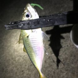 アジング最高記録