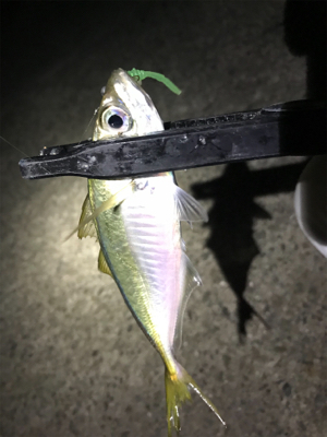 アジング最高記録