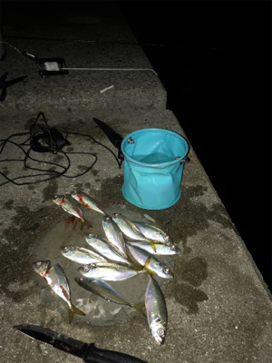 渋い中でのアジング‼︎