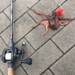 激シブなのでオクトパッシング