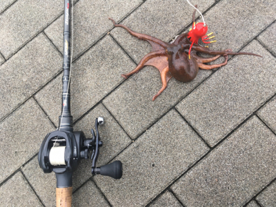 激シブなのでオクトパッシング