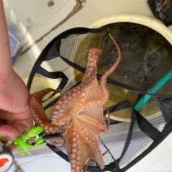 明石　　タコ釣り