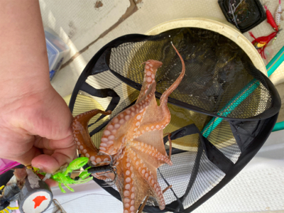 明石　　タコ釣り