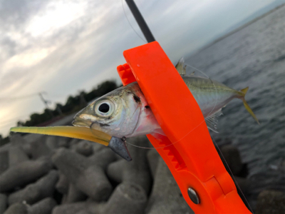 夕マズメにアジ&メッキ爆釣！