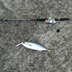 ベイトは多いが