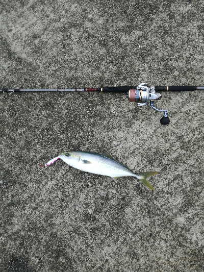 ベイトは多いが