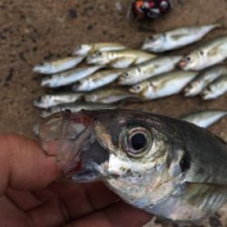 モーニングアジング