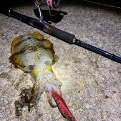 垂水エギング好調！かな？