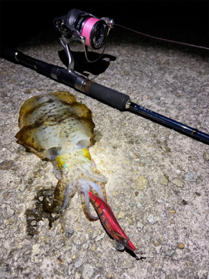 垂水エギング好調！かな？