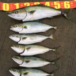 有給使っての釣行!