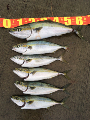 有給使っての釣行！