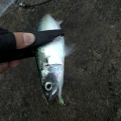 ミニ波止でショアジギング