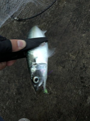 ミニ波止でショアジギング