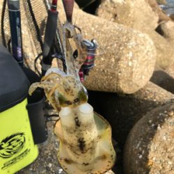 昼間の方がアオリイカが釣れる?(^.^)