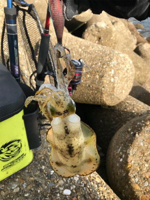 昼間の方がアオリイカが釣れる?(^.^)