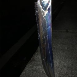 大阪湾　タッチポン陸爆発