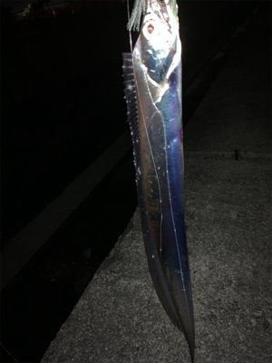 大阪湾　タッチポン陸爆発