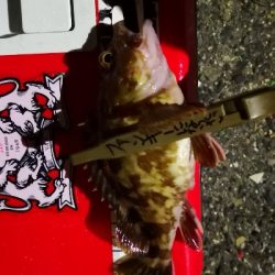 アジング練習 44