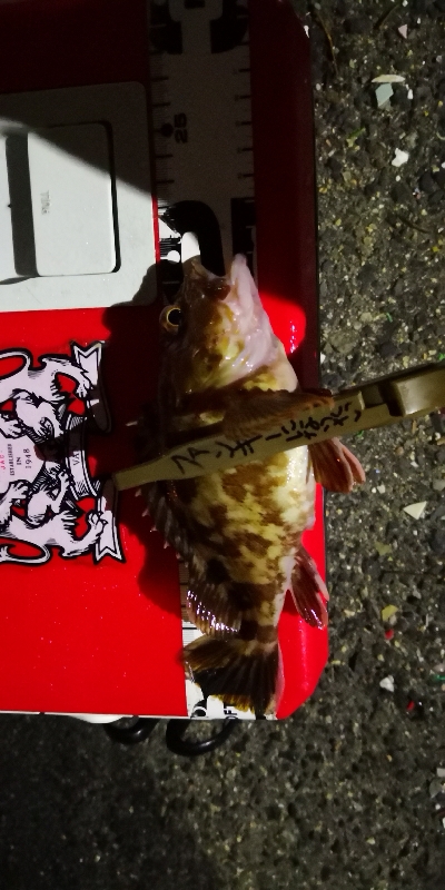 アジング練習 44