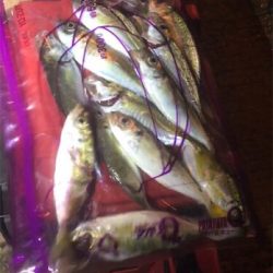 アジングフィーバー☆GUNNING-STYLE