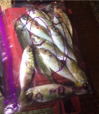 アジングフィーバー☆GUNNING-STY…