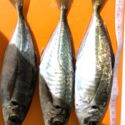 アジング 当たり年