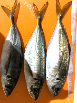 アジング 当たり年