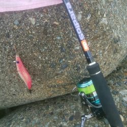 アオリイカ2杯！ジグでもアオリ！？