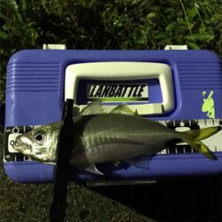 アジを求めて⑪