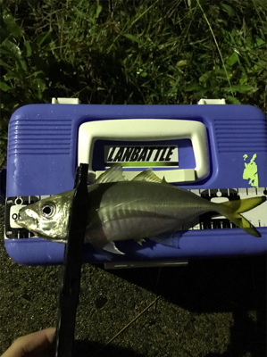 アジを求めて⑪