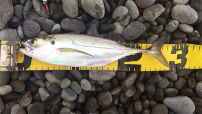 ライトショアジギング