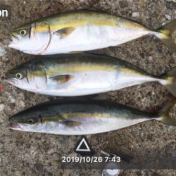 ハマチが( ˘3˘)