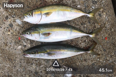 ハマチが( ˘3˘)