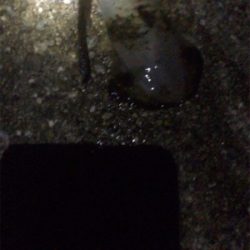 アオリはどこですか?