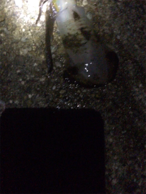 アオリはどこですか?