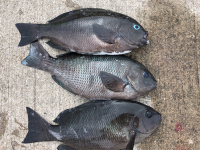 青物やエビ撒き　快調なり