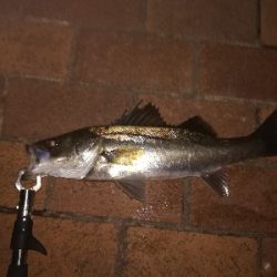 ボイル多いがなかなか食わず