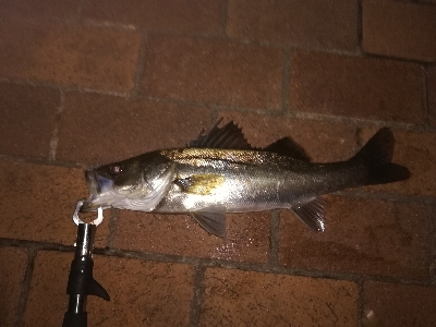 ボイル多いがなかなか食わず